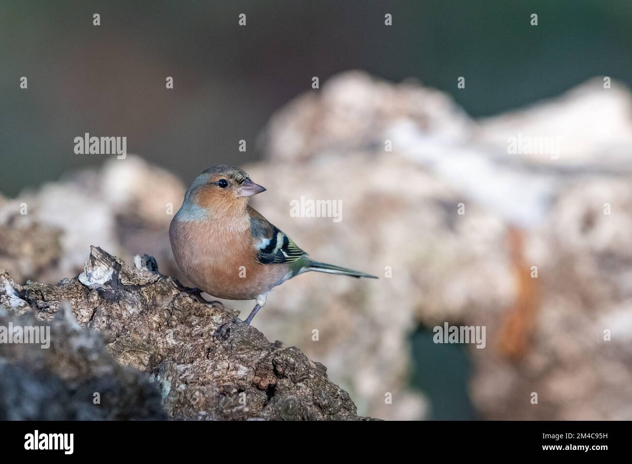 Chaffinch maschile, (Fringilla coelebs) Insch, Aberdeenshire, Scozia, Regno Unito Foto Stock