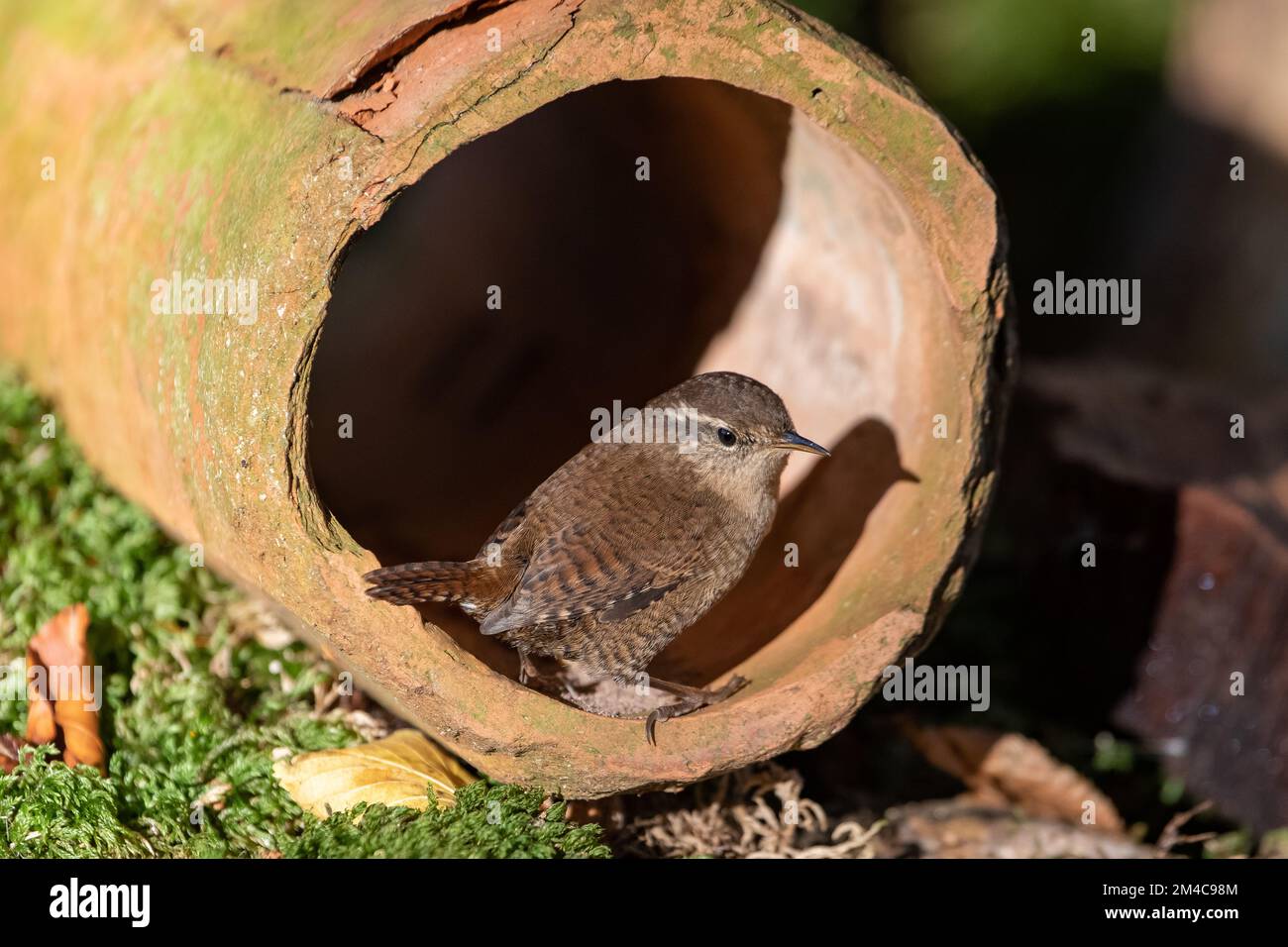 Wren (Troglodytes troglodytes), Insch, Aberdeenshire, Scozia, Regno Unito Foto Stock