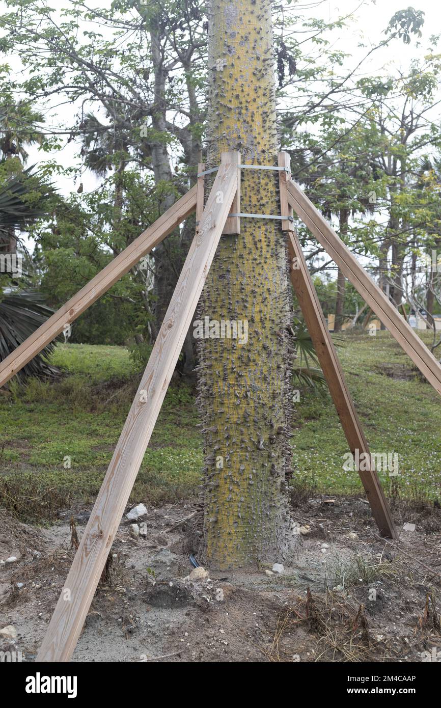 Un albero di Ceiba sostenuto e sostenuto con tavole. Foto Stock