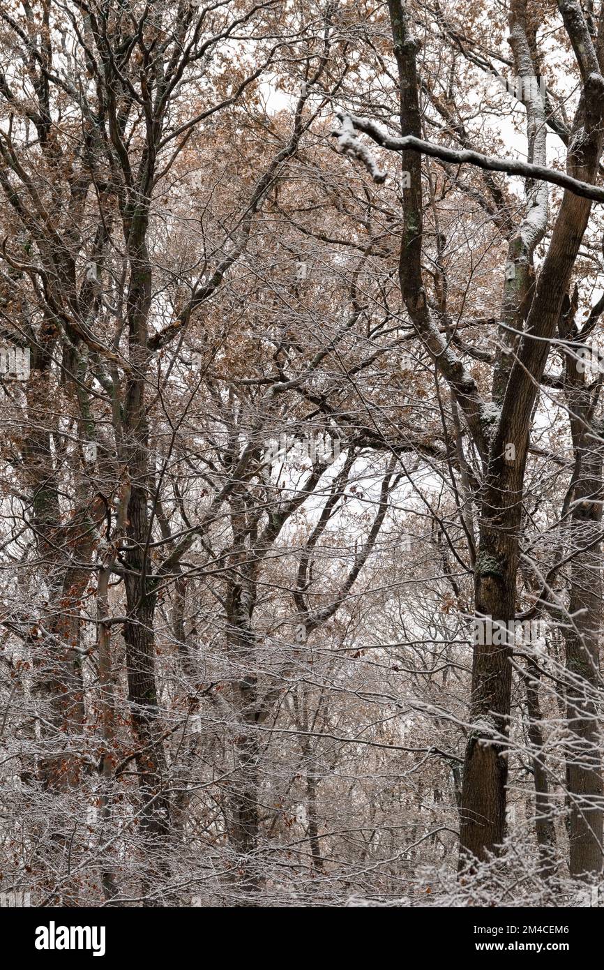 Faggi ricoperti di neve in un ambiente boschivo Foto Stock