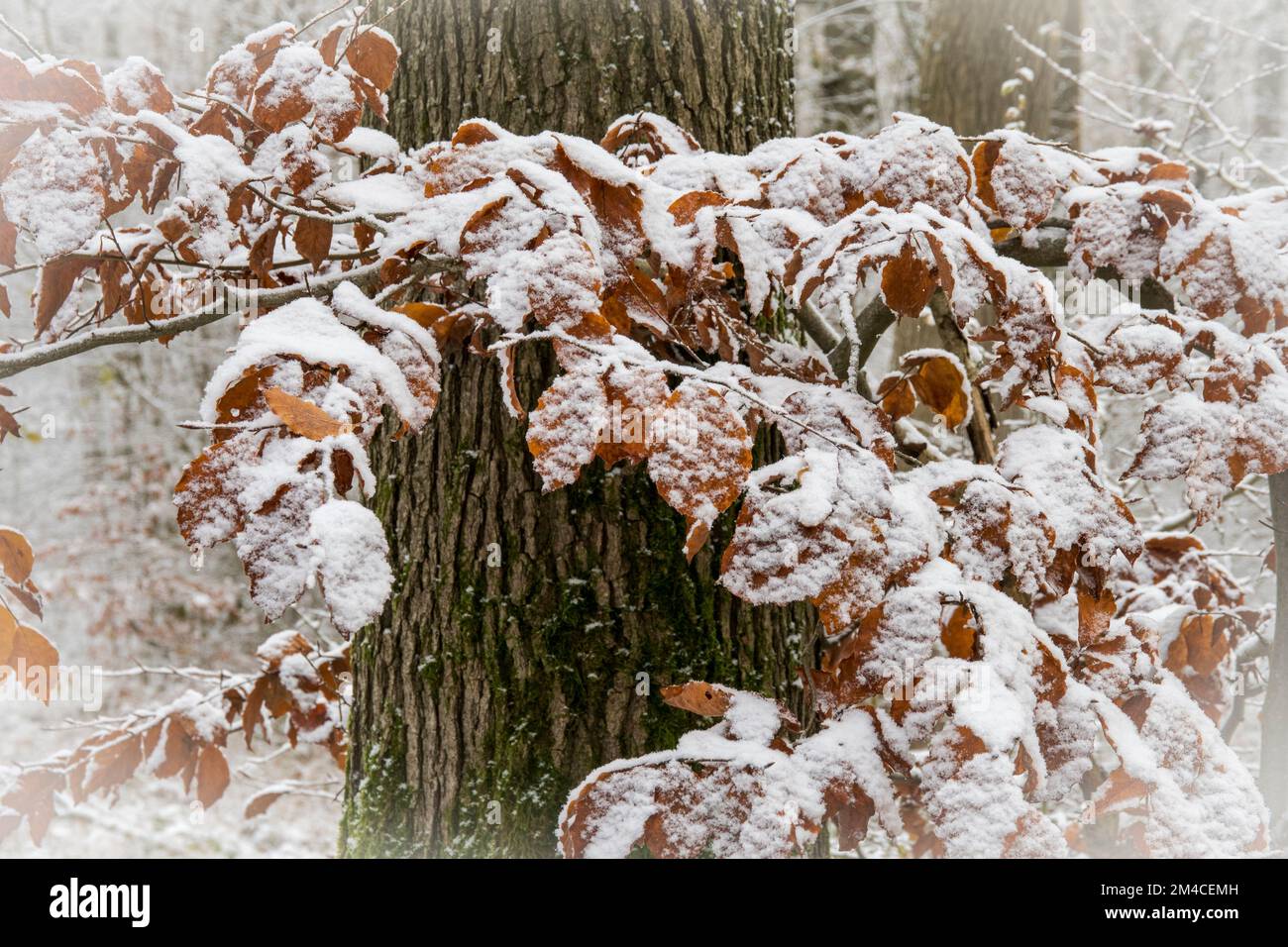 Foglie di faggio innevate in un bosco d'inverno Foto Stock