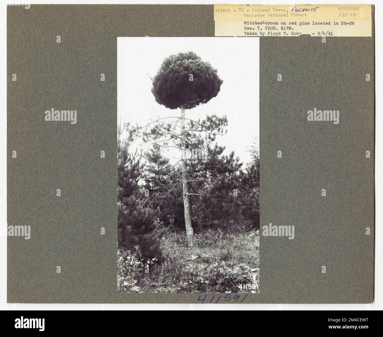 Parassiti - tutti gli stati. Fotografie relative alle foreste nazionali, alle pratiche di gestione delle risorse, al personale e alla storia culturale ed economica Foto Stock