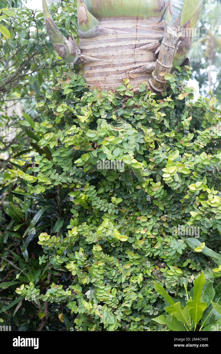 Ficus pumila su una palma. Foto Stock