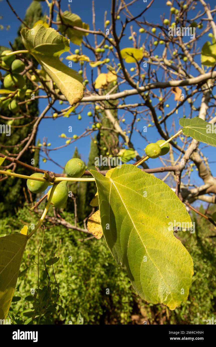 Fichi gloriosi, Ficus carica, sull'albero contro un bel cielo blu Foto Stock