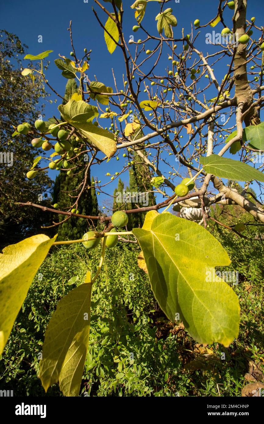 Fichi gloriosi, Ficus carica, sull'albero contro un bel cielo blu Foto Stock