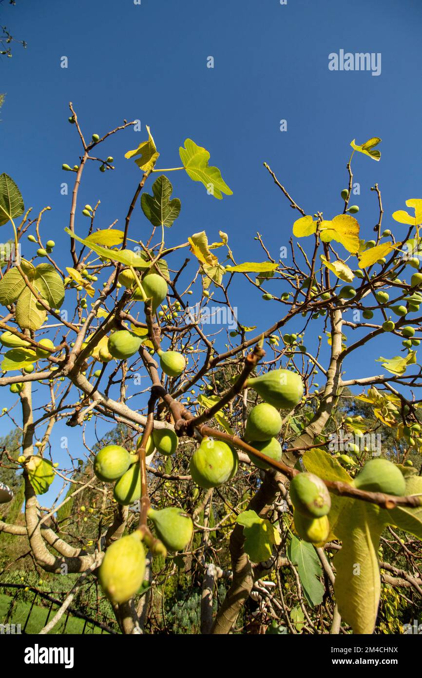 Fichi gloriosi, Ficus carica, sull'albero contro un bel cielo blu Foto Stock