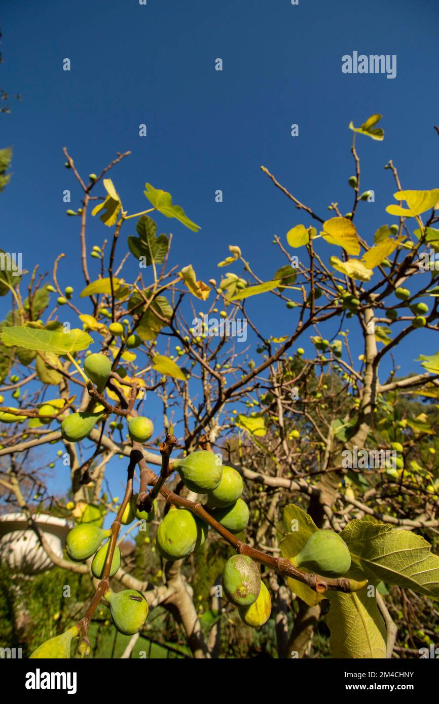 Fichi gloriosi, Ficus carica, sull'albero contro un bel cielo blu Foto Stock