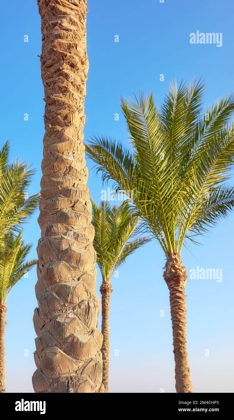 Foto di un tronco di palma con foglie di palma lontane, messa a fuoco selettiva. Foto Stock