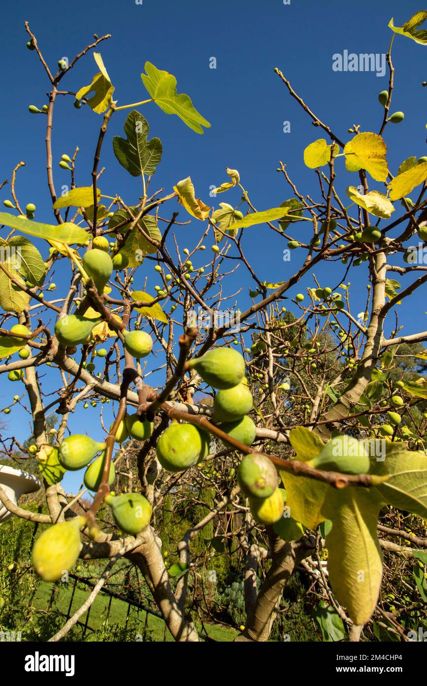 Fichi gloriosi, Ficus carica, sull'albero contro un bel cielo blu Foto Stock