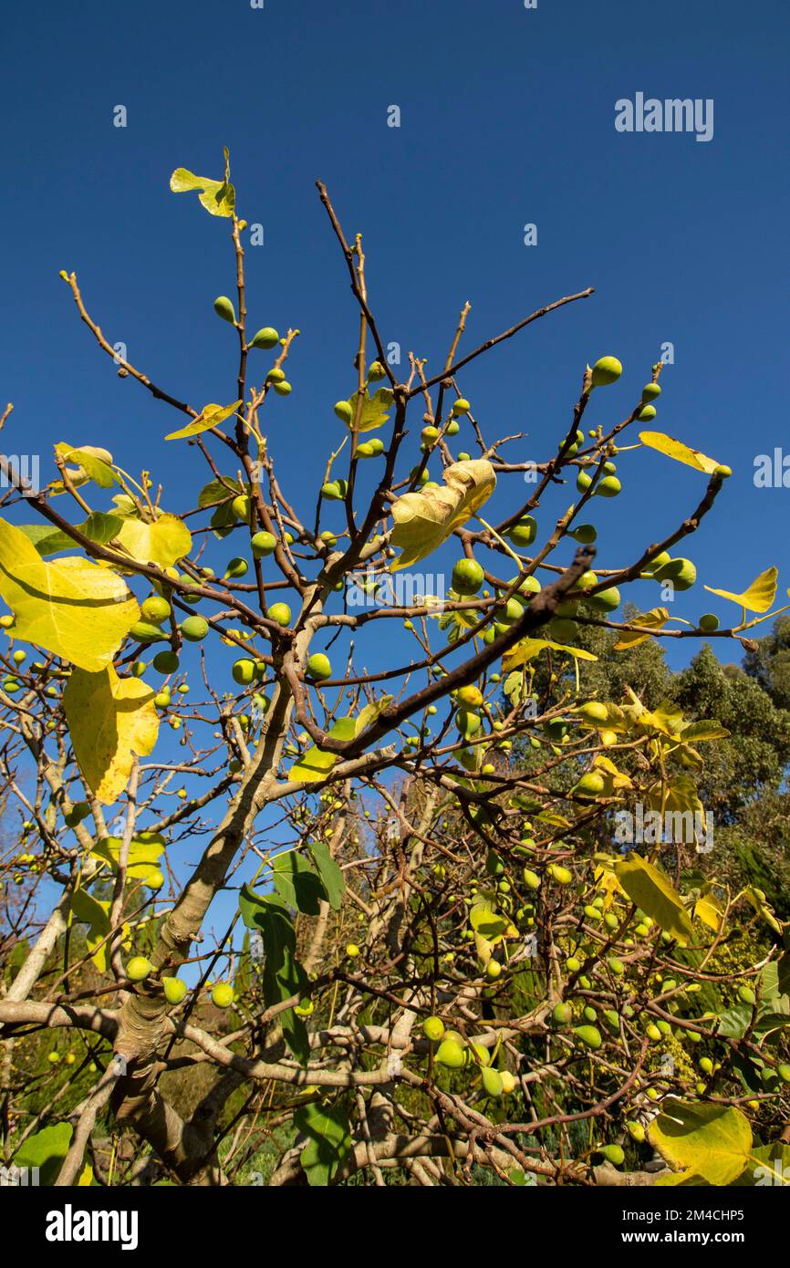 Fichi gloriosi, Ficus carica, sull'albero contro un bel cielo blu Foto Stock