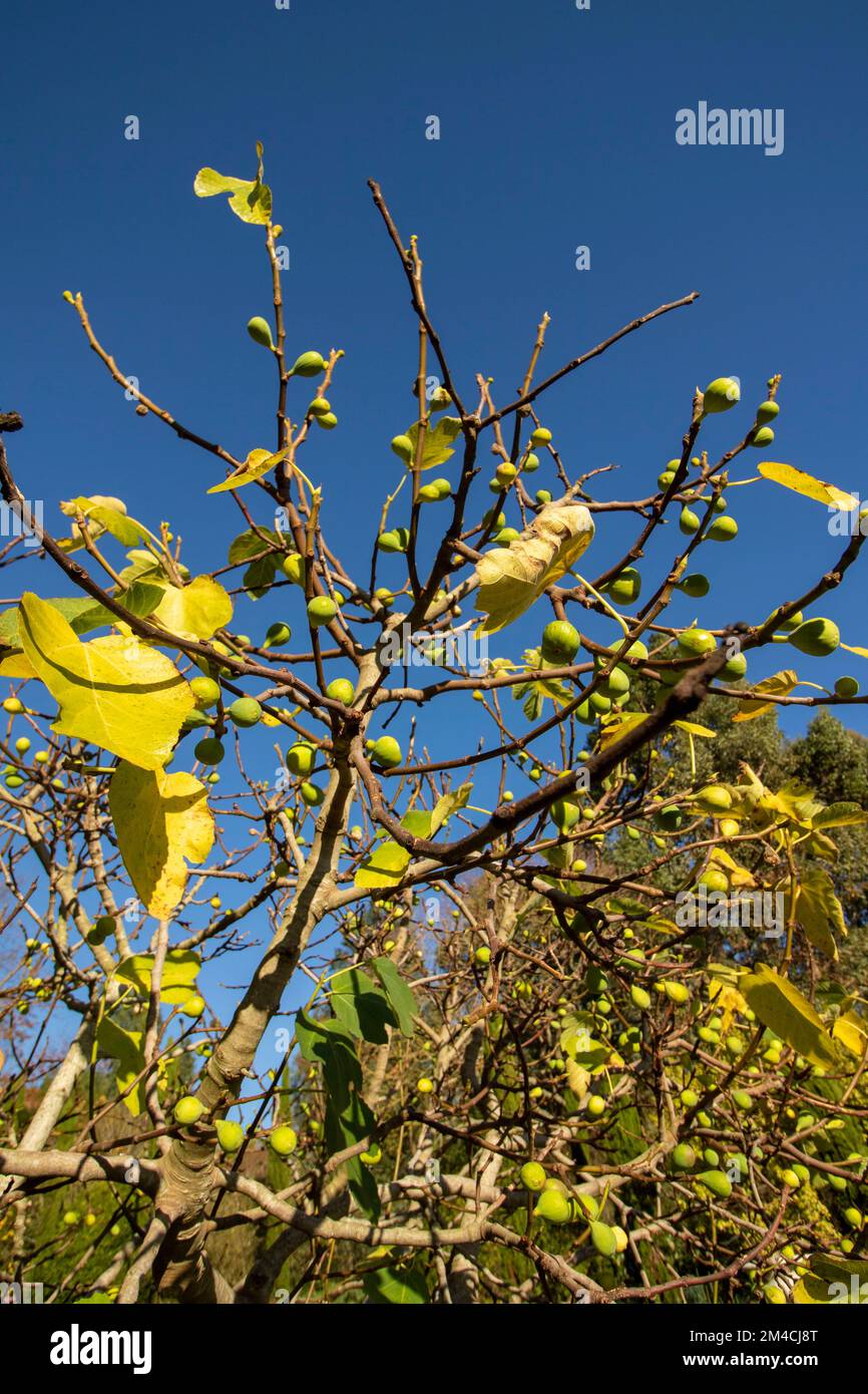 Fichi gloriosi, Ficus carica, sull'albero contro un bel cielo blu Foto Stock