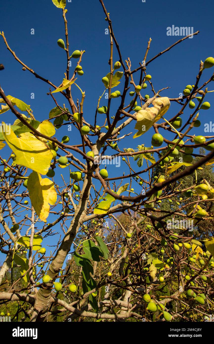 Fichi gloriosi, Ficus carica, sull'albero contro un bel cielo blu Foto Stock