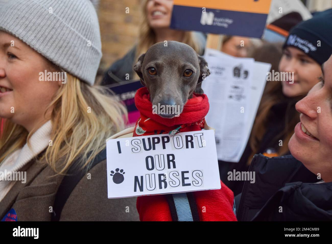 Londra, Regno Unito. 20th Dec, 2022. Un cane con un piccolo cartello che dice 'io appoggio le nostre infermiere' si unisce al picket fuori del Great Ormond Street Hospital. Infermieri e membri del Royal College of Nursing sono usciti per il secondo giorno del primo sciopero infermiera britannico nella storia dell'NHS. Migliaia di infermieri in tutto il paese sono in sciopero in una disputa sulla retribuzione. Credit: SOPA Images Limited/Alamy Live News Foto Stock