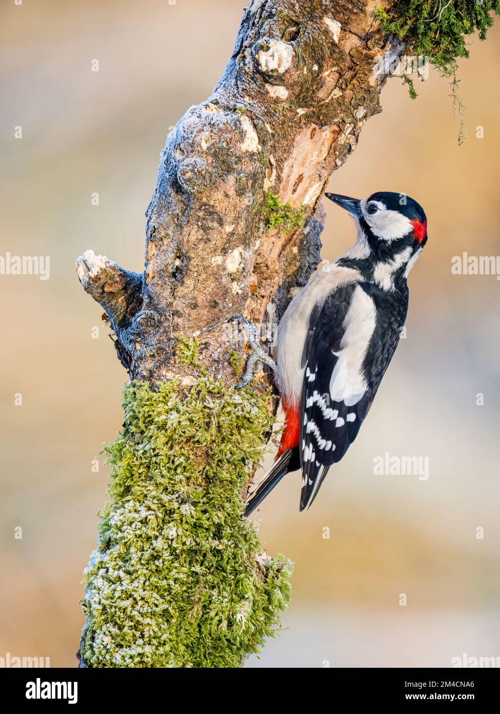 Beccettatrice a macchia d'inverno nel Galles centrale Foto Stock