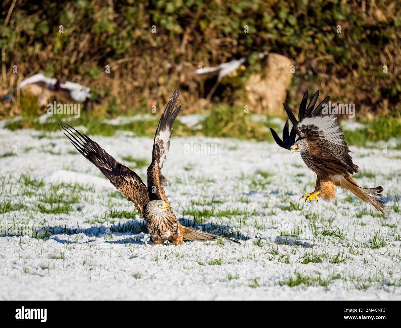 Poiana comune nella neve in inverno nel Galles centrale Foto Stock