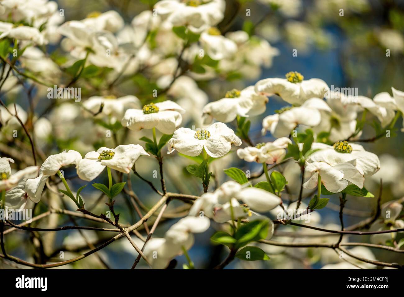 Dogwood bianco in primavera in piena fioritura Foto Stock