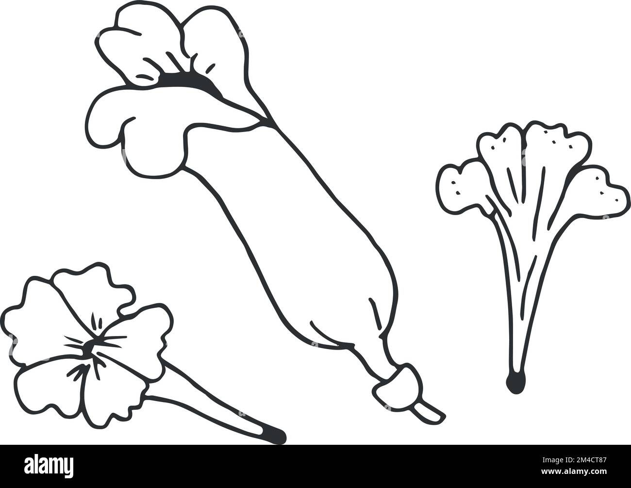 Semplici gemme di fiori disegnate a mano isolate su sfondo bianco. Grafica vettoriale Illustrazione Vettoriale