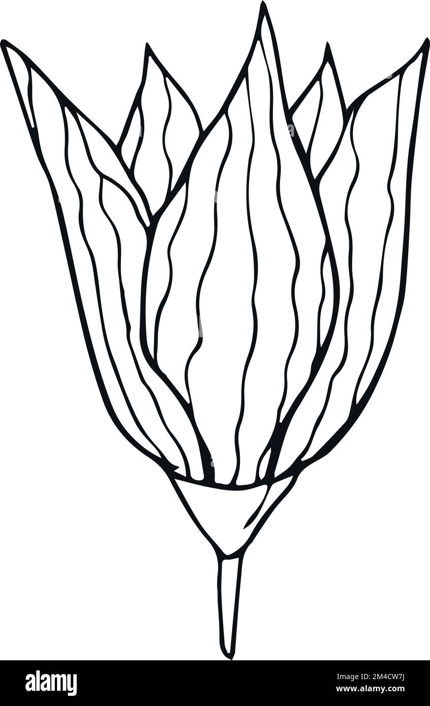 Fiore disegnato a mano su sfondo bianco. Disegno floreale con contorno a una linea. Delineare l'elemento botanico. Illustrazione vettoriale Illustrazione Vettoriale