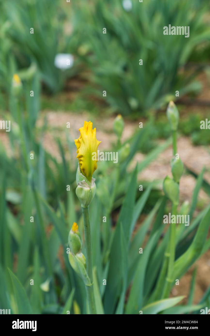 Primo piano dettaglio Fotografia di un bellissimo iride (iris) in giardino a Firenze - Giglio fiore Foto Stock