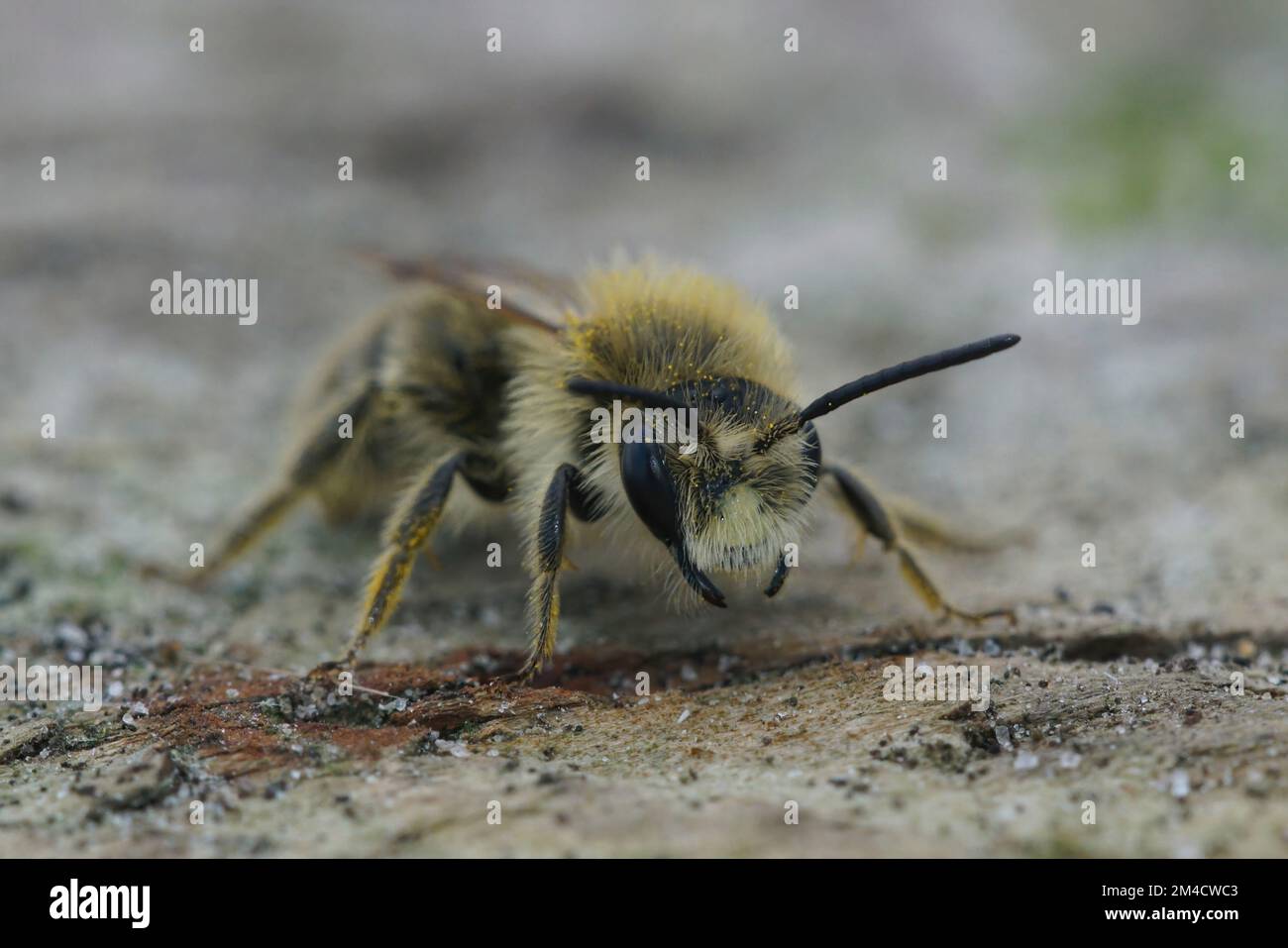 Particolare primo piano frontale su un'ape da miniera maschio pelosa Catsear, Andrena humilis, con clypeus bianco Foto Stock