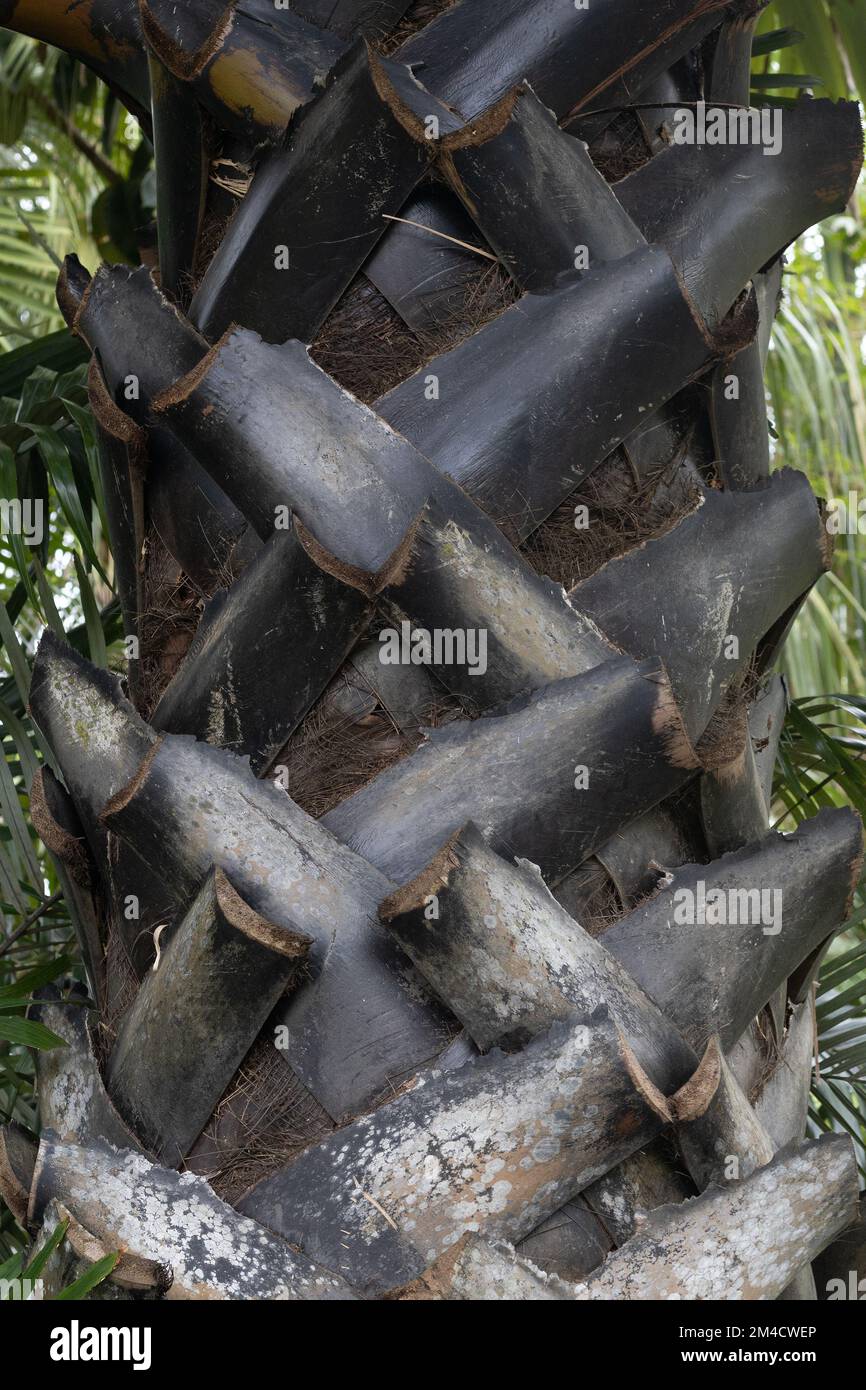 Primo piano del tronco flabellifer Borassus. Foto Stock
