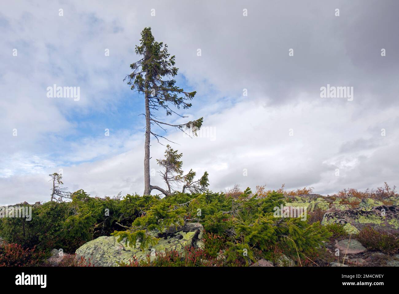 Vecchio Tjikko, 9.550 anni di abete di Norvegia sul monte Fulufjället, il più antico Picea abies vivente, Parco Nazionale Fulufjaellet, Dalarna, Svezia Foto Stock