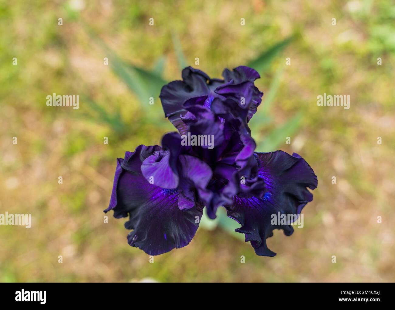 Primo piano dettaglio Fotografia di un bellissimo iride (iris) in giardino a Firenze - Giglio fiore Foto Stock