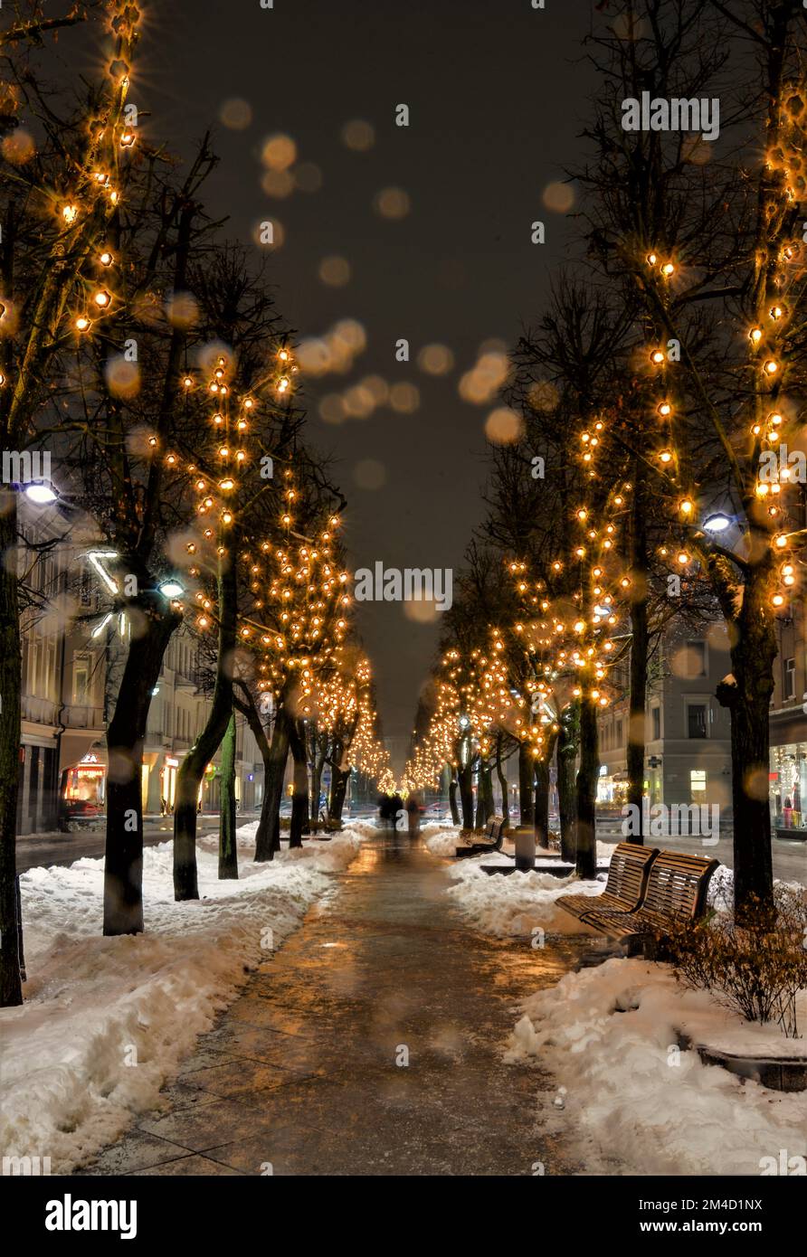 Città invernale. Caduta di neve . Alberi. Percorso a piedi. Foto Stock