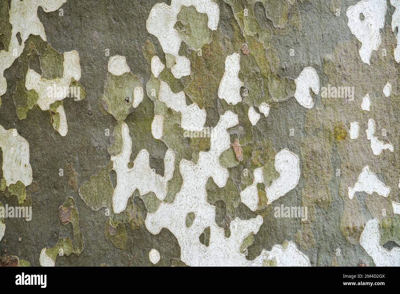 Piano albero corteccia primo piano come sfondo. Foto Stock