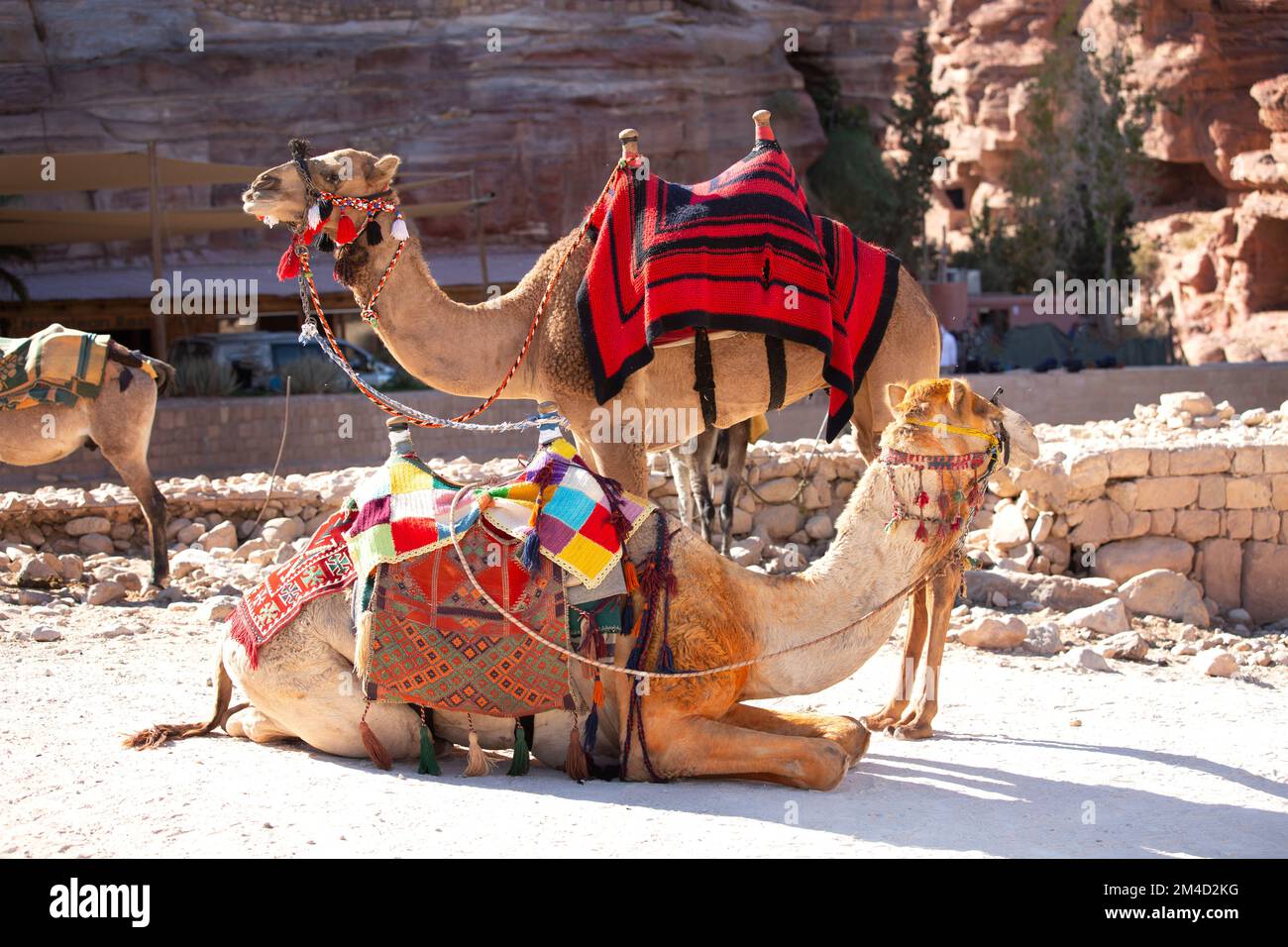 Ritratto di due cammelli in primo piano sotto rocce rosse a Petra, Giordania Foto Stock