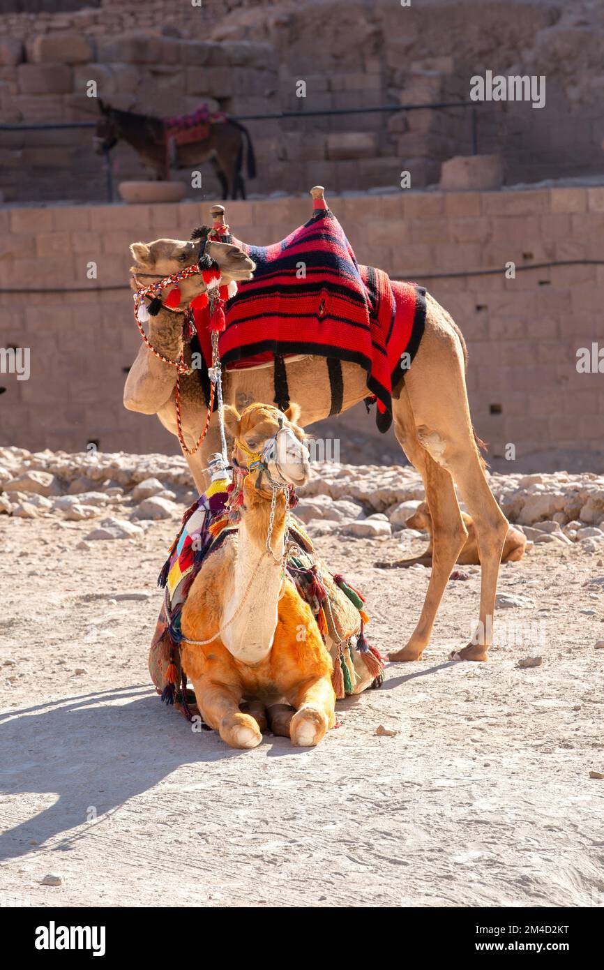 Ritratto di due cammelli in primo piano sotto rocce rosse a Petra, Giordania Foto Stock