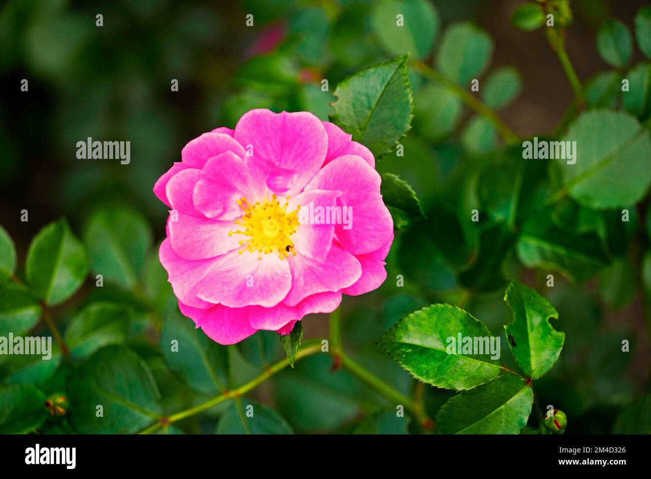 Rosa fiorente con sfondo verde. Foto Stock