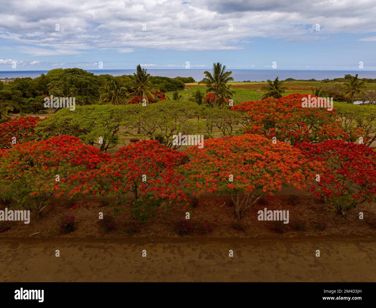 Foto di paesaggi tipici sull'isola di Mauritius. Ovunque andate potete vedere alberi di plm, oceano e alberi con fiori rossi Foto Stock
