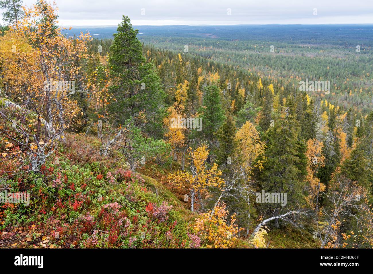 Una vista aperta sui laghi autunnali, le torbiere e le foreste sparate da una collina a Närängänvaara vicino a Kuusamo, Finlandia settentrionale Foto Stock