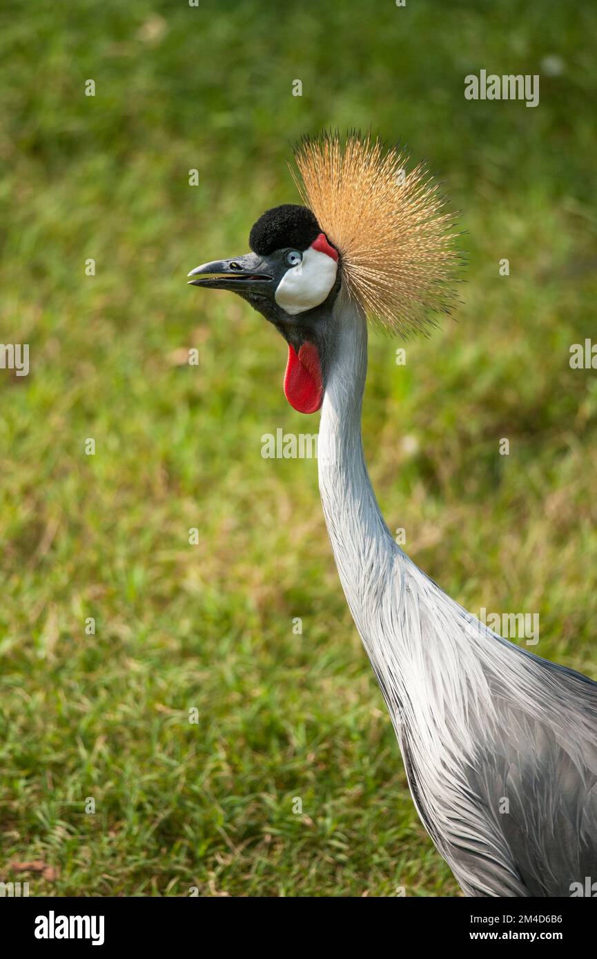 Una gru africana incoronata (Balearica Regulorum) presso lo Zoo di Nashville, Tennessee. Foto Stock