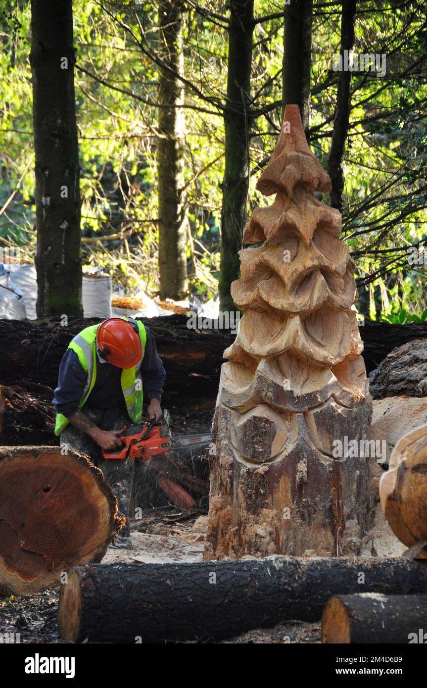 Scultore di legno che scolpisce un albero di natale nella tenuta di Longleat nel Wiltshire. L'Inghilterra si stoppa sul ceppo di un albero con una motosega nel bosco sul Lon Foto Stock