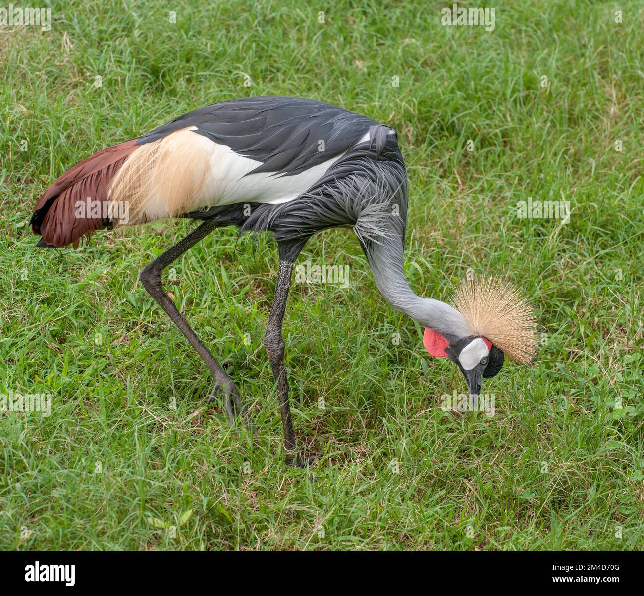 Una gru africana incoronata (Balearica Regulorum) presso lo Zoo di Nashville, Tennessee. Foto Stock