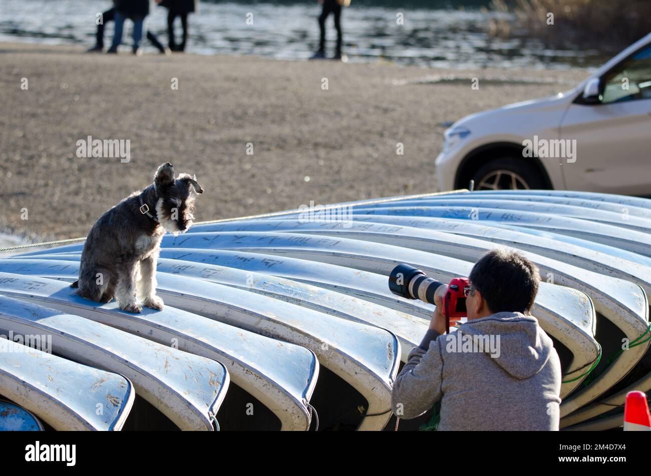 Uomo che fotografa il suo cane Schnauzer in miniatura. Lago SAIKO. Fujikawaguchiko. Prefettura di Yamanashi. Parco Nazionale Fuji-Hakone-Izu. Honshu. Giappone. Foto Stock