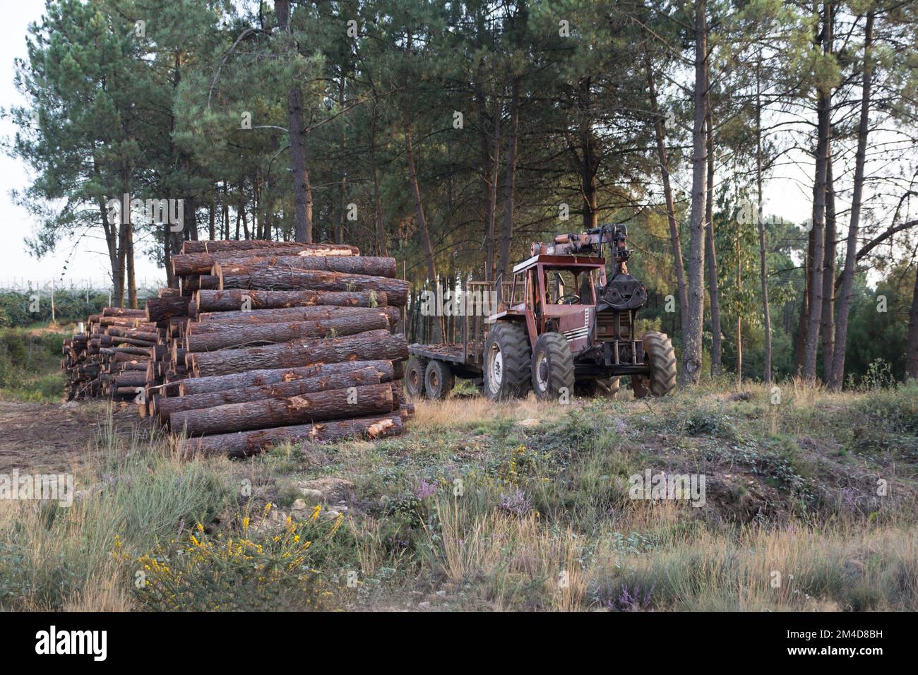 Vecchio trattore accanto a ciocchi di legna accatastati nel bosco Foto Stock