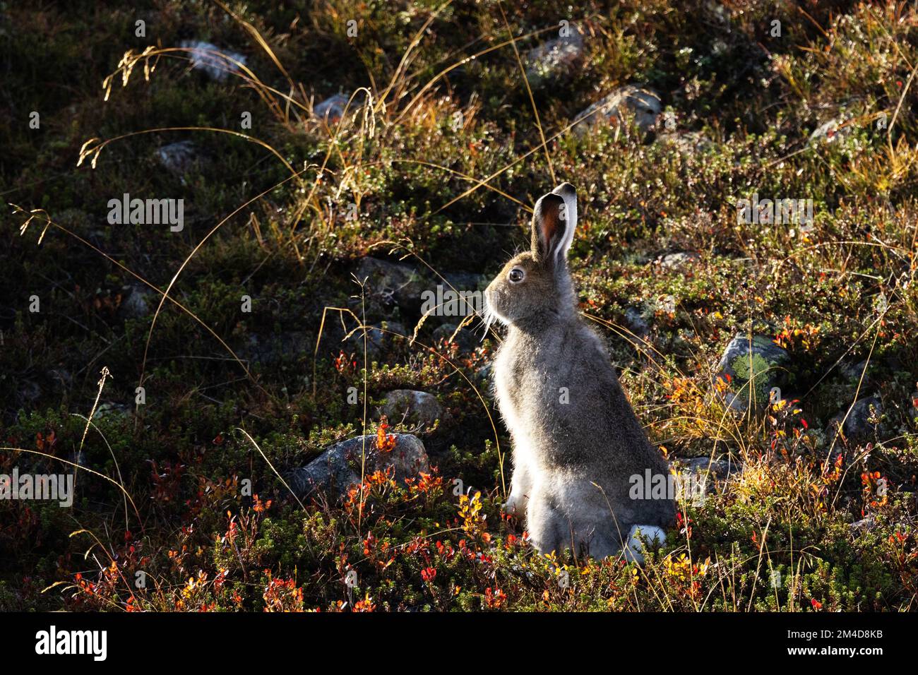 Lepre di montagna ancora in piedi su una collina autunnale nel Parco Nazionale di Urho Kekkonen, Finlandia settentrionale Foto Stock