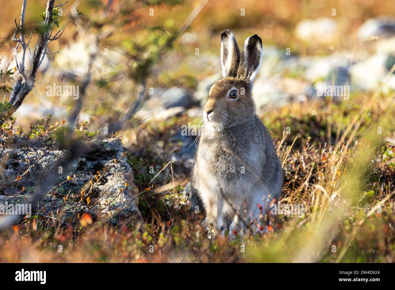 Lepre di montagna ancora in piedi su una collina autunnale nel Parco Nazionale di Urho Kekkonen, Finlandia settentrionale Foto Stock