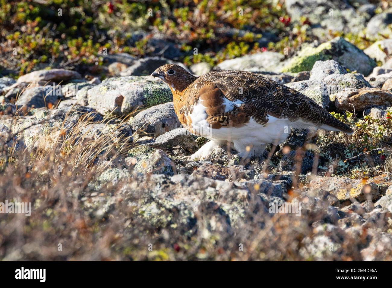 Willow ptarmigan camminando su un terreno roccioso e alla ricerca di cibo in una giornata autunnale nel Parco Nazionale di Urho Kekkonen, Finlandia settentrionale Foto Stock