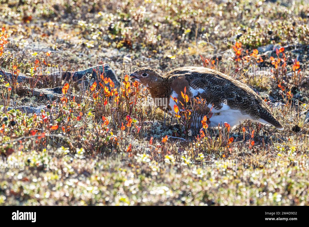 Willow ptarmigan camminando su un terreno roccioso e alla ricerca di cibo in una giornata autunnale nel Parco Nazionale di Urho Kekkonen, Finlandia settentrionale Foto Stock