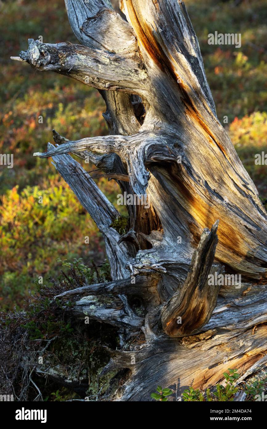 Un vecchio legno morto di pino colpito da un incendio in passato, che si trova in una foresta di taiga nel Parco Nazionale di Urho Kekkonen, Finlandia settentrionale Foto Stock