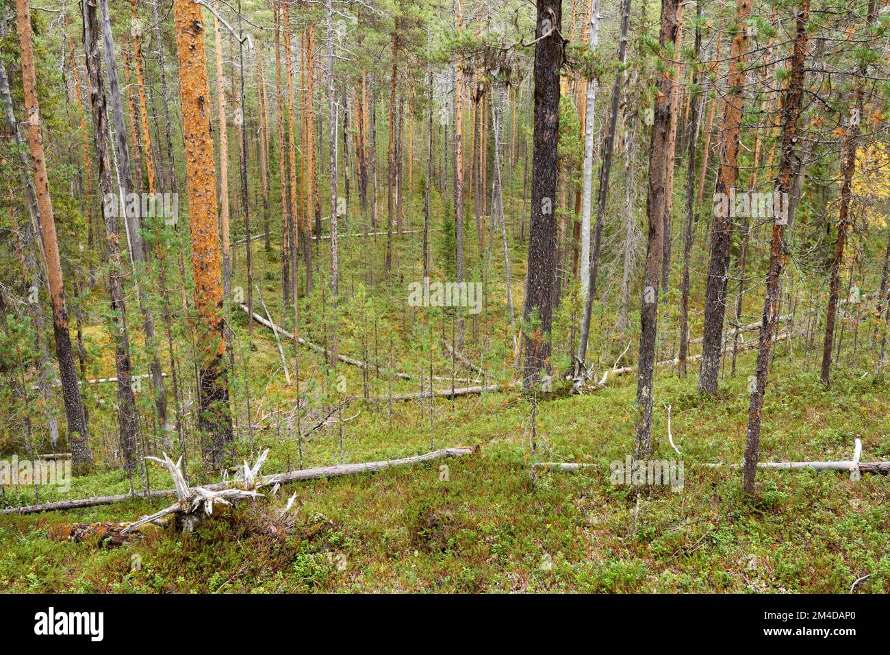 Una vecchia foresta di pini con legno morto nel Parco Nazionale autunnale di Oulanka, Finlandia settentrionale Foto Stock