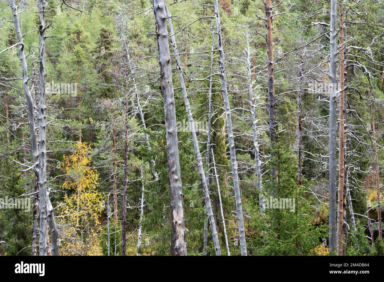 Una vecchia foresta di conifere con molti pini morti in piedi nel Parco Nazionale di Oulanka, Finlandia settentrionale Foto Stock