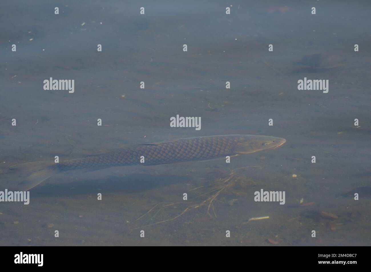 Carpa eurasiatica Cyprinus carpio. Lago Yamanako. Yamanakako. Prefettura di Yamanashi. Parco Nazionale Fuji-Hakone-Izu. Honshu. Giappone. Foto Stock