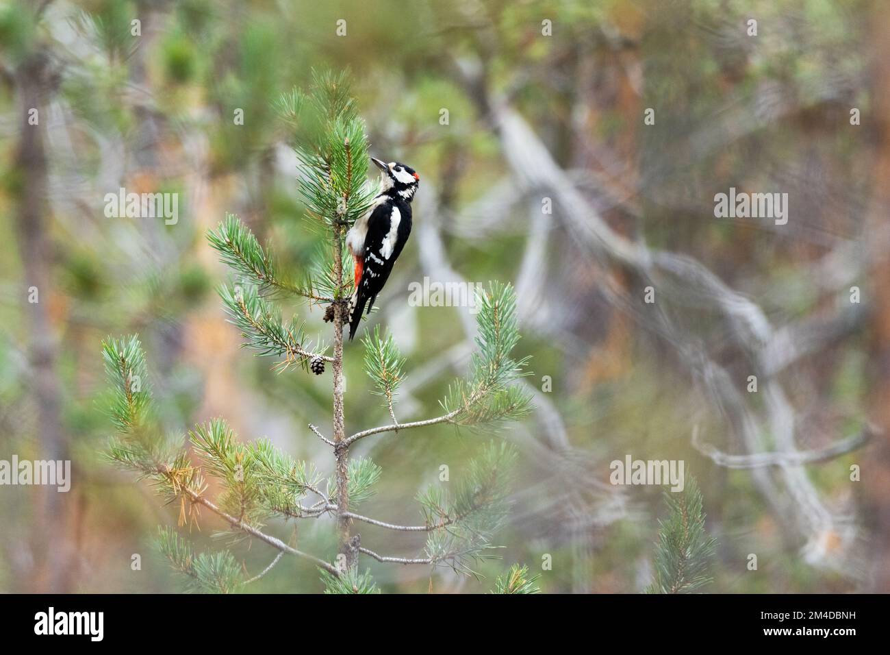 Grande picchio macchiato appeso ad un piccolo pino con coni nel Parco Nazionale di Oulanka, Finlandia settentrionale Foto Stock