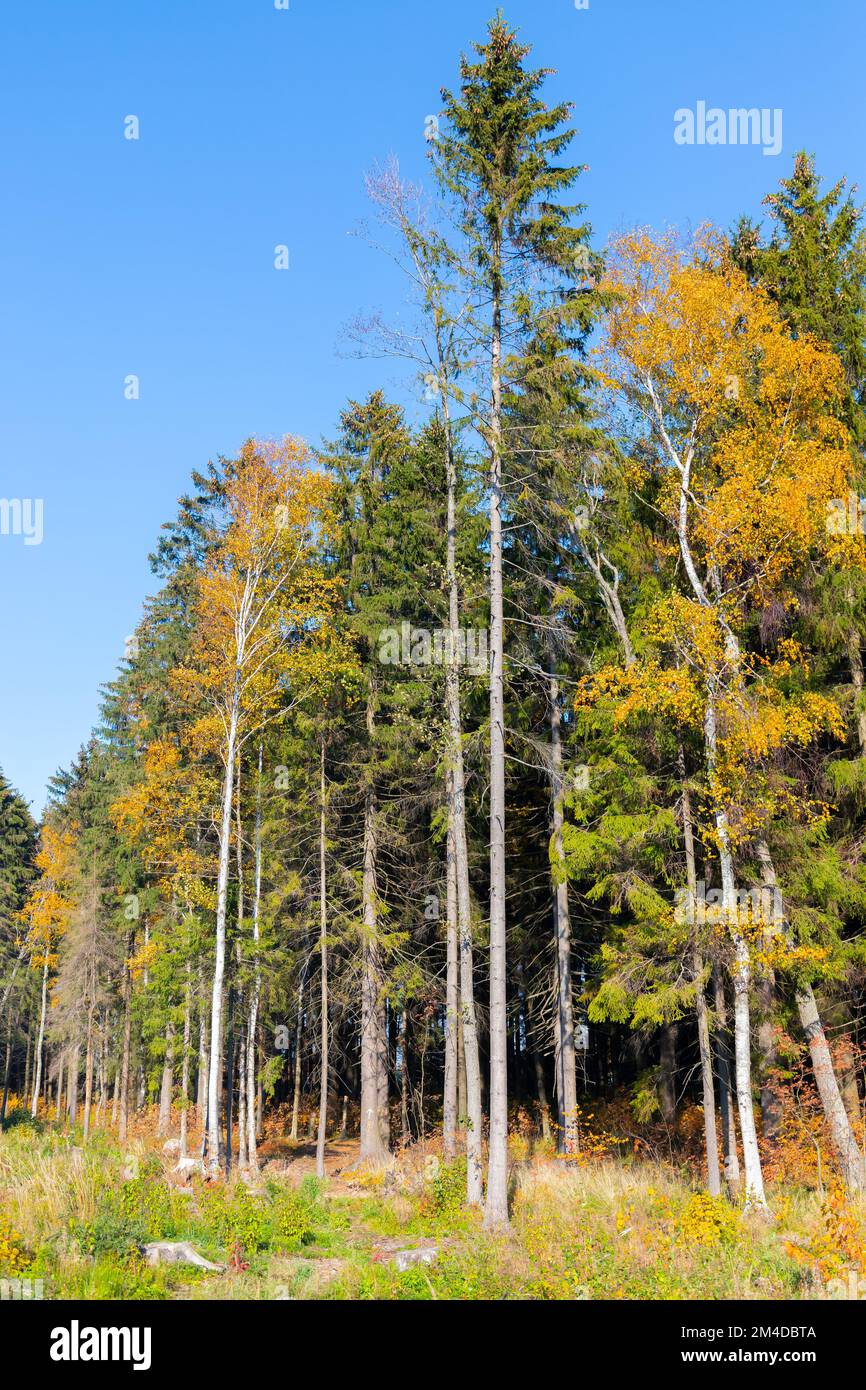 Foresta mista, foto di sfondo verticale. Alberi alti in una giornata di sole autunnale Foto Stock