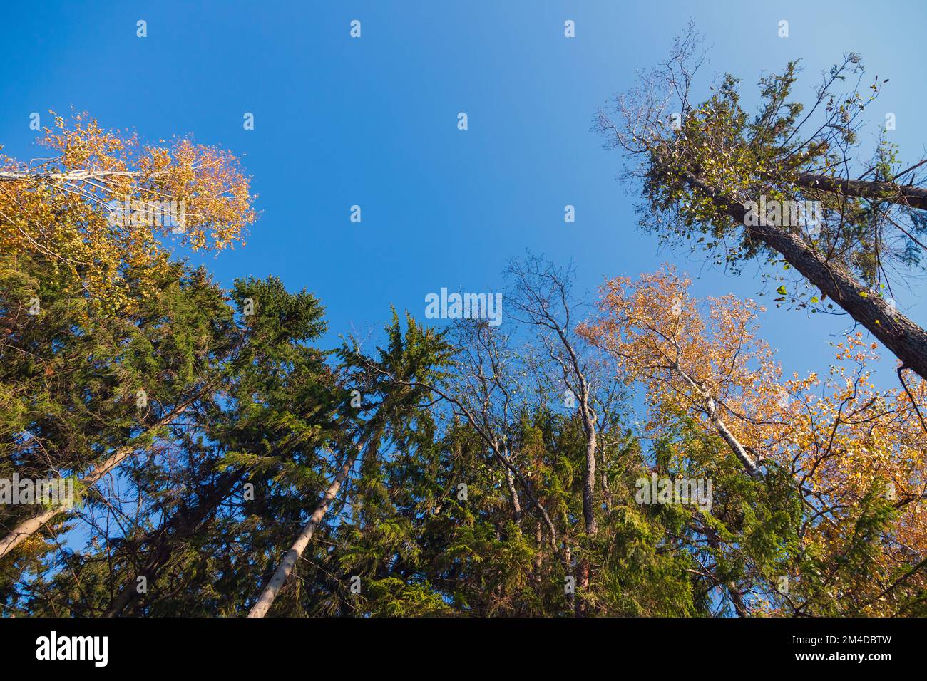 Foresta mista sotto il cielo blu chiaro, foto di sfondo. Alberi alti in una giornata di sole autunnale Foto Stock